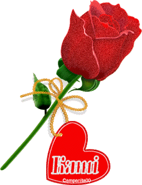 quel belle rose